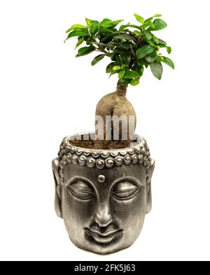 ficus microcarpa in buddha-Blumentopf mit weißem Hintergrund Stockfoto