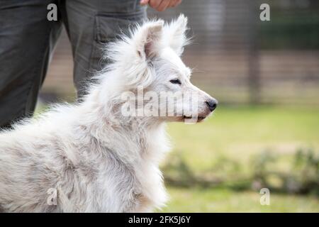 Alopecia-Krankheit Samoyed Hund. Dermatitis und Juckreiz von Hunden Stockfoto