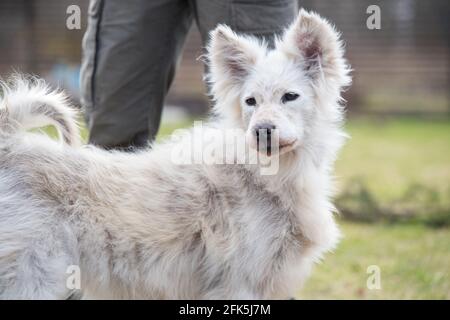 Alopecia-Krankheit Samoyed Hund. Dermatitis und Juckreiz von Hunden Stockfoto