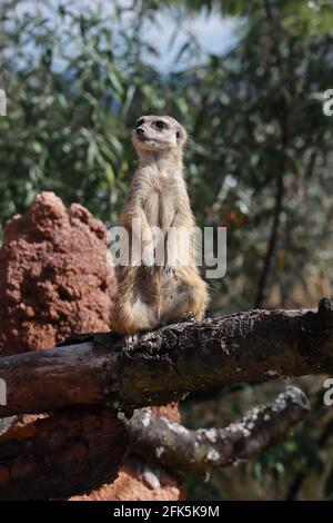 Erdmännchen, die nach Feinden wachen. Suricata suricatta. Stockfoto