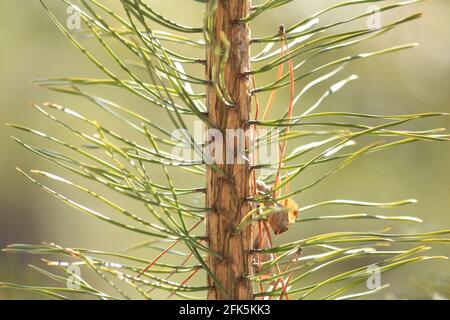 Der braune Stamm einer jungen Kiefer mit langen, dünnen grünen Nadeln, die im Sonnenlicht vor dem Hintergrund eines grünen Frühlingswaldes leuchten. Nahaufnahme. Stockfoto