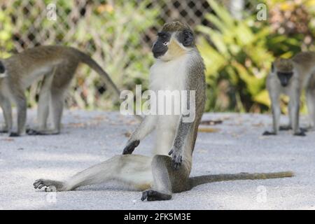 FORT LAUDERDALE, FL - APRIL 28: (Keine Verkäufe New York Post) EINE große Gruppe von Wild Vervet Monkeys (nicht in Florida beheimatet, aber der häufigste Affen, der in Subsahara-Afrika gefunden wurde) wurde beim Frühstück in der Nähe des Fort Lauderdale International Airport Rent A Car Terminals entdeckt. Die Vorfahren dieser Affen sind 1948 aus einem Zoo am Straßenrand, der Dania Beach Chimpanzee Farm genannt wurde (der sie früher für die Forschung züchtete), entkommen. Und jetzt kann man sehen, wie die Affen am 28. April 2021 in Fort Lauderdale alles aßen, von Tüten mit Chips bis zu ausrangierten Glühbirnen und Müll. Florida Leute: Vervet Monkey Stockfoto