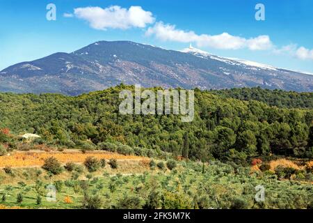 Die Weinberge im Herbst am Fuße des Mont Ventoux Stockfoto