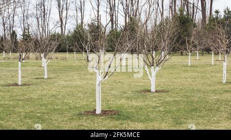 Blick auf den Frühlingsgarten. Wir sehen weißgetünchte Bäume von Apfel, Birne, Kirsche und andere Sorten von Früchten und Beeren. Stockfoto