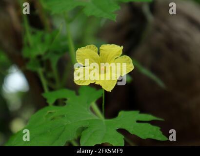 Nahaufnahme einer gelben bitteren Kürbisblume mit einem Blatt Stockfoto