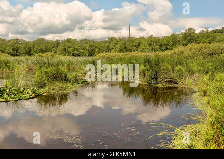 Arkutino Sumpf-Teil des Naturschutzgebietes Ropotamo in Bulgarien, Europa. Der Arkutino ist eine Sumpflagune in der Nähe des Flusses Ropotamo in der Nähe von Primorsko, Bulgarien Stockfoto