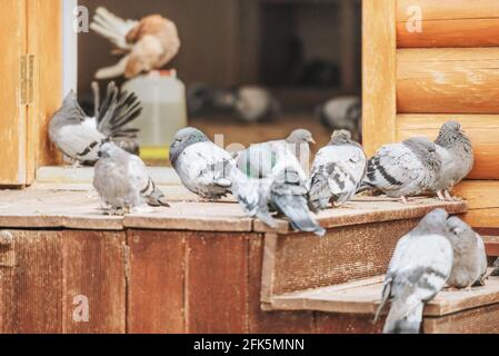 Reinrassige Tauben sitzen in der Nähe einer schönen hölzernen Taube. Stockfoto