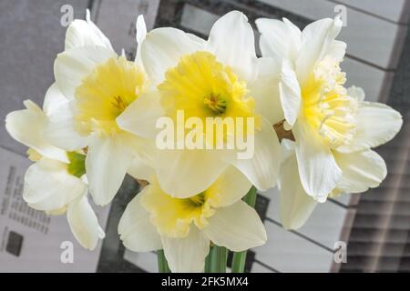 Großgekrönte weiße Narzissen mit einer gewellten Krone. Diese Frühlingsblume ist eine der frühesten. Stockfoto