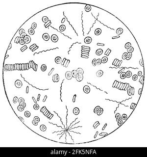 Gram-negative Bakterien von Spirillum. Illustration des 19. Jahrhunderts. Deutschland. Weißer Hintergrund. Stockfoto
