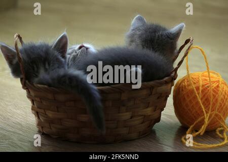 Kätzchen und Klauen. Blaugraue Kätzchen schlafen in einem braunen Korb. Schlafende Kätzchen in einem Korb und einem orangefarbenen Wollball. Stockfoto