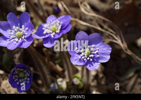 Gartenhepatika Anemone hepatica (häufig hepatica, liverwort, kidneywort, Pennywort), Hepatica nobilis enthüllt im Frühjahr im Garten. Stockfoto