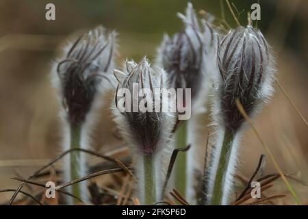 Die ungeblasenen Knospen von Pulsatilla patiniert an einem Frühlingstag Frühlingsblumen, bedeckt mit silbrig grauen Haaren, in einer Waldlichtung. Ostpasqueflower. Stockfoto