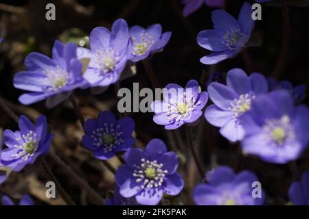 Gartenhepatika Anemone hepatica (häufig hepatica, liverwort, kidneywort, Pennywort), Hepatica nobilis enthüllt im Frühjahr im Garten. Stockfoto