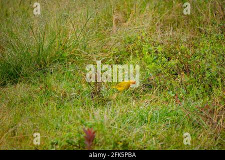 Der Safranfink (Sicalis flaveola), der Gelbe Vogel, sieht etwas im Gras aus Stockfoto