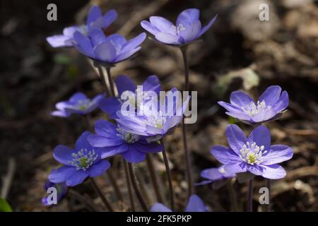 Gartenhepatika Anemone hepatica (häufig hepatica, liverwort, kidneywort, Pennywort), Hepatica nobilis enthüllt im Frühjahr im Garten. Stockfoto