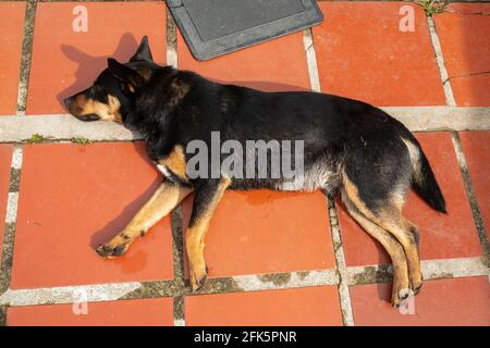 Schwarzer Mongrel Hund, der auf dem Hof in der Nähe des Gartens in Guatape, Kolumbien, ruht Stockfoto