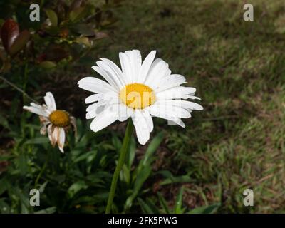 Oxeye Daisy, Dog Daisy oder Marguerite (Leucanthemum vulgare) ist die schöne und einfache Blume mit weißen Blütenblättern und gelbem Zentrum in der Mitte von A Stockfoto