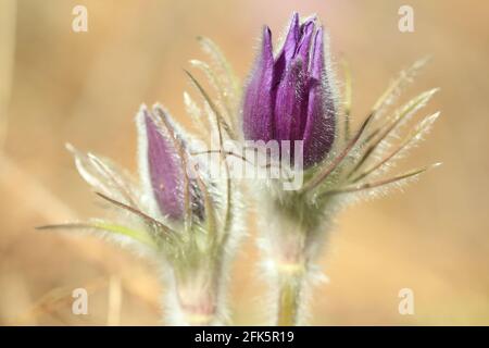 Pulsatilla patens, östlicher Paspelblüher, Verbreitung von Anemon. Purpurrote, ungeöffnete Knospen aus Frühlingswaldblumen mit silbrigen Zotten, die im Sonnenlicht funkeln. Stockfoto