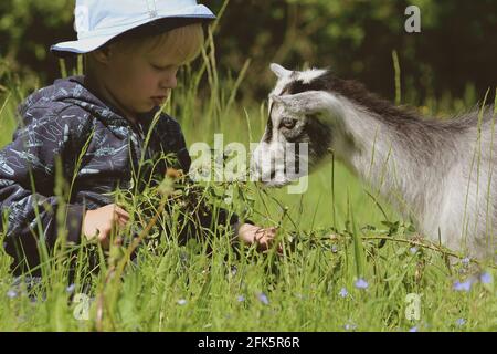 Ein hellhaariger Junge in einem panamahut füttert eine graue Ziege mit Weidenzweigen, während er an einem sonnigen Sommertag auf dem grünen Gras sitzt. Stockfoto