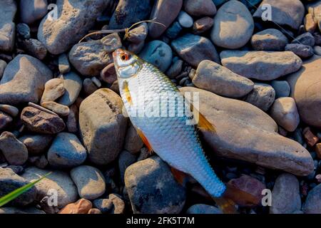 Der Gefangene Fisch liegt auf den Steinen. Abends Angeln auf dem Fluss. Natürliche Felsen Hintergrund Stockfoto