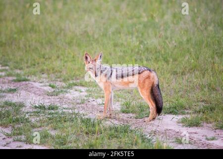 Schwarzer Jackal (Canis mesomelas). Stehend, Profil, Seite, Flanke, Ansicht. Nach Kopf gerichtet. Body, Fell unverwechselbare Markierungen. Okavango-Delta. Botswan Stockfoto