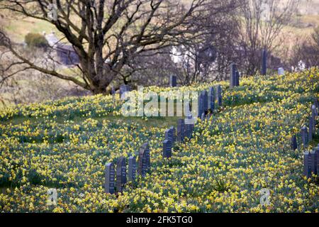 Frühling auf dem Friedhof Windermere in Cumbria’s Lake in der Troutbeck Parish Church District National Park Stockfoto