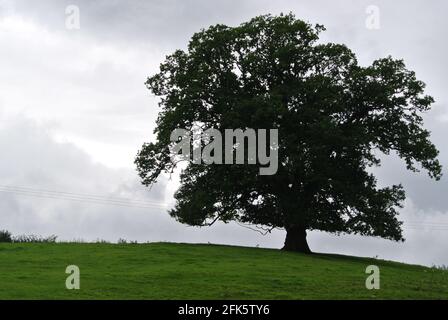 Baum auf einem Hügel, Penrith, Lake District, Cumbria Stockfoto