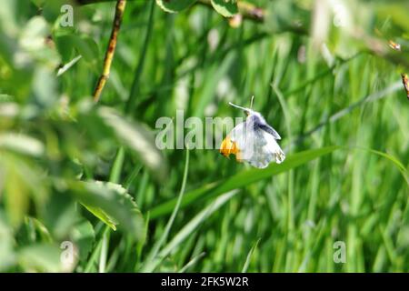 Ein männlicher Orangespitzenschmetterling (Anthocharis cardamine) im Flug, der den oberen Flügel zeigt Stockfoto