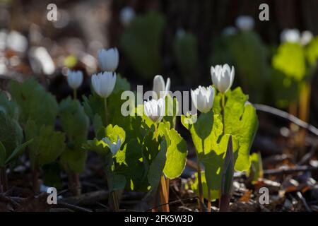 Sanguinaria canadensis ist auch als Canada Puccoon, Blutwurz, Redroot, Red Puccoon und manchmal pauson bekannt Stockfoto