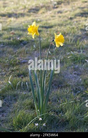 Narzissen im Garten Stockfoto