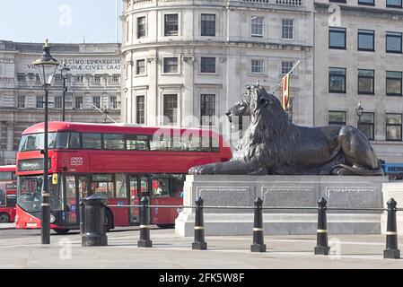 Einer der berühmten vier Löwen an den Ecken des Sockels am Trafalgar Square in London Stockfoto