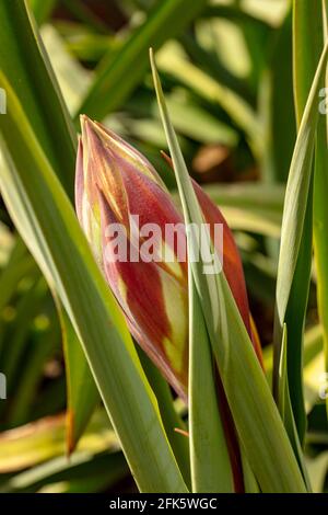 BESCHORNERIA Yuccoides Blütenstiel gerade Vorbereitung, um Blumen zu zeigen Stockfoto