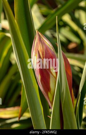 BESCHORNERIA Yuccoides Blütenstiel gerade Vorbereitung, um Blumen zu zeigen Stockfoto