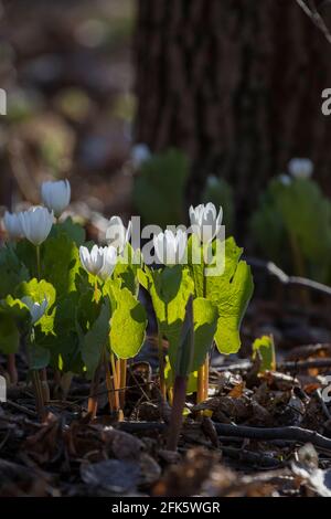 Sanguinaria canadensis ist auch als Canada Puccoon, Blutwurz, Redroot, Red Puccoon und manchmal pauson bekannt Stockfoto