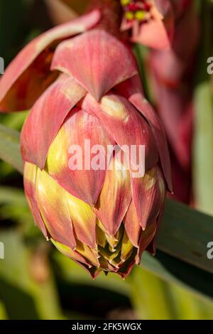 BESCHORNERIA Yuccoides Blütenstiel gerade Vorbereitung, um Blumen zu zeigen Stockfoto