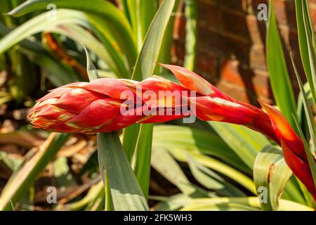 BESCHORNERIA Yuccoides Blütenstiel gerade Vorbereitung, um Blumen zu zeigen Stockfoto