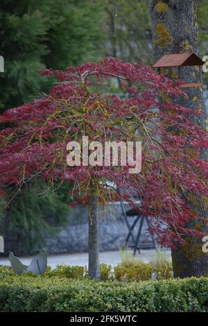 japanischer Ahorn in einem Zen-Garten Stockfoto