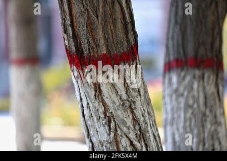 Bemalte Stämme von weinenden Weidenbäumen im Ganquan Park. Zhangye-Gansu-China-1303. Stockfoto
