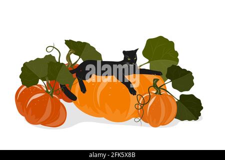 Eine schwarze junge Katze liegt auf einem großen Kürbis. Herbstillustration mit einer Ernte von Kürbissen für Halloween oder Grußkarten. Vektor-Clipart isolieren Stock Vektor