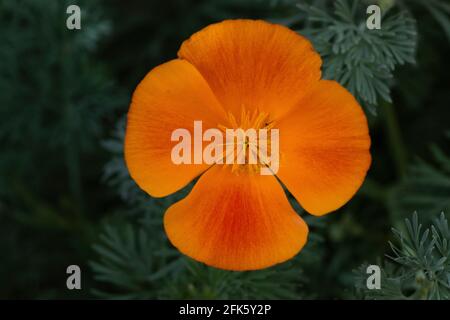 California Poppy, Eschschscholzia, californica, close-up Blossum, native, Wildlfower, sonnenliebend, Pollen, San Joaquin Valley, Kalifornien Stockfoto