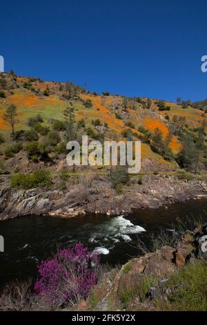 Merced River Canyon, landschaftlich schöner Zugang zum Yosemite NP Highway 140, Wildblumen-Ausstellung, Western Redbud, Mariposa County, Kalifornien Stockfoto