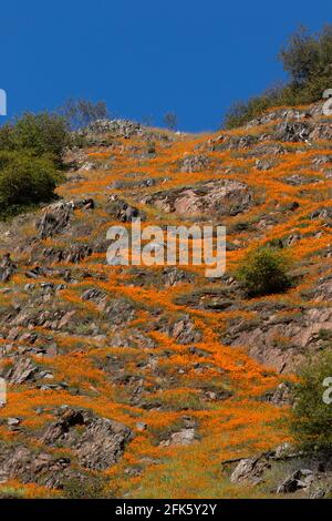 California Poppy Patterns, Eschschscholzia californica, Merced River Canyon Slope, Scenic Highway 140 Yosemite NP Access, Mariposa County, Kalifornien Stockfoto