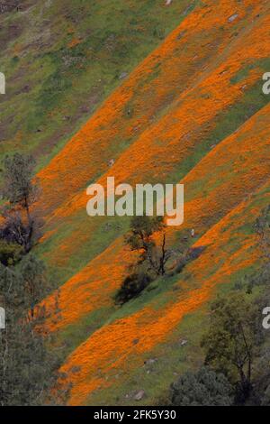 California Poppies, Eschschscholzia californica, Digger Pine-Chapparal Belt, Merced River Canyon, Zugang zum Yosemite NP, Mariposa County, Kalifornien Stockfoto