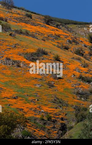 California Mohn, Eschschscholzia Californica, landschaftlich schöner Highway 140 Zugang zum Yosemite NP, Mariposa County, Kalifornien Stockfoto