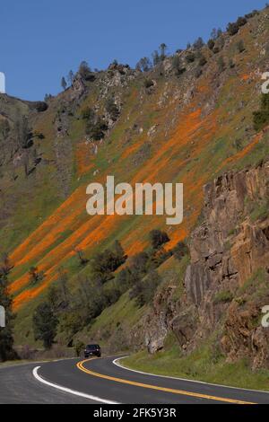 California Mohn, Eschschscholzia Californica, landschaftlich schöner Highway 140 Zugang zum Yosemite NP, Mariposa County, Kalifornien Stockfoto