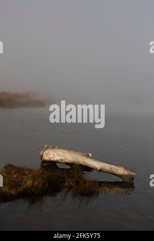 Shoreline Log, Nebel, San Luis Reservoir State Recreation Area, San Joaquin Valley, O'Neill Forebay, Santa Nella, Merced County, Kalifornien Stockfoto