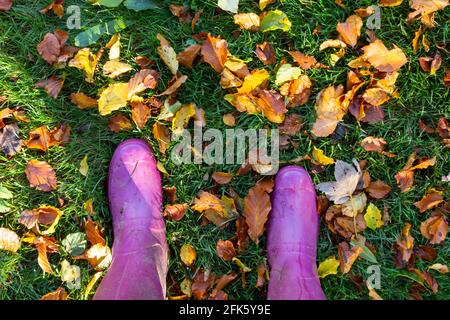 In Yorkshire, England, stehen Füße mit rosa Wellingtons auf Gras, das mit herbstlichen Herbstblättern bedeckt ist. Stockfoto