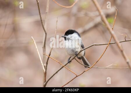 Schwarzdeckelmuschel (Poecile atricapillus) am Nest Stockfoto