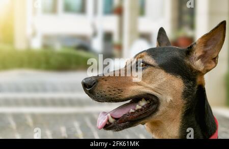 Streunender Mongrel rettete den thailändischen Hund, der sich nach dem Spiel im Garten ausruhte Weiches Hintergrundlicht Stockfoto