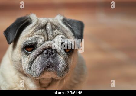 Nahaufnahme Porträt von schönen alten Mops carlino reine Rasse Nahaufnahme blankspace, Copyspace Stockfoto